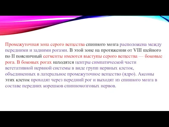 Промежуточная зона серого вещества спинного мозга расположена между передними и задними рогами.