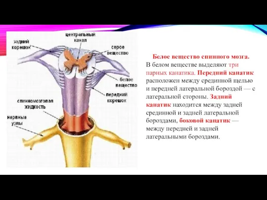 Белое вещество спинного мозга. В белом веществе выделяют три парных канатика. Передний