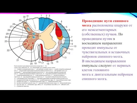 Проводящие пути спинного мозга расположены кнаружи от его межсегментарных (собственных) пучков. По