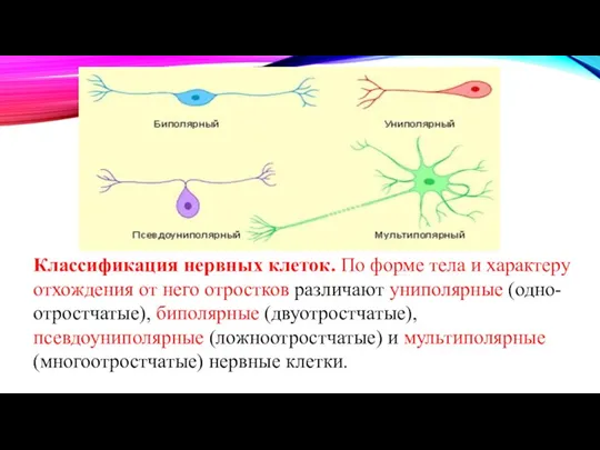 Классификация нервных клеток. По форме тела и характеру отхождения от него отростков