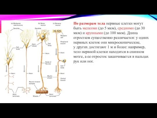 По размерам тела нервные клетки могут быть мелкими (до 5 мкм), средними