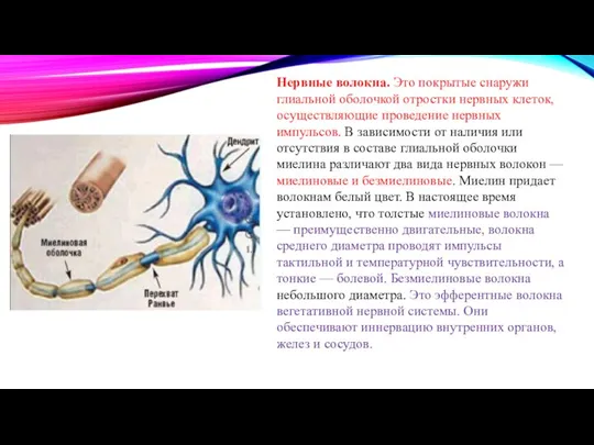 Нервные волокна. Это покрытые снаружи глиальной оболочкой отростки нервных клеток, осуществляющие проведение