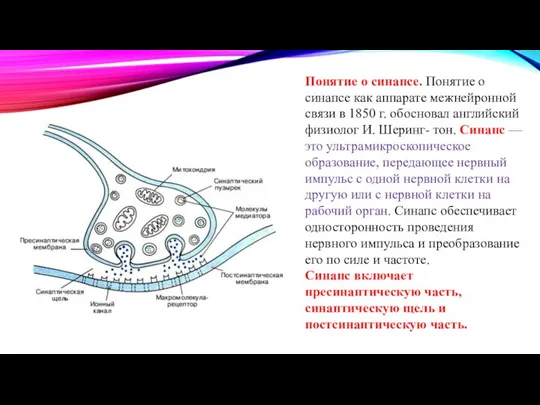 Понятие о синапсе. Понятие о синапсе как аппарате межнейронной связи в 1850