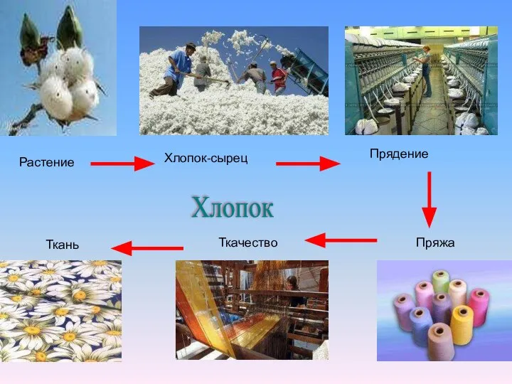 Растение Хлопок-сырец Прядение Пряжа Ткачество Ткань Хлопок