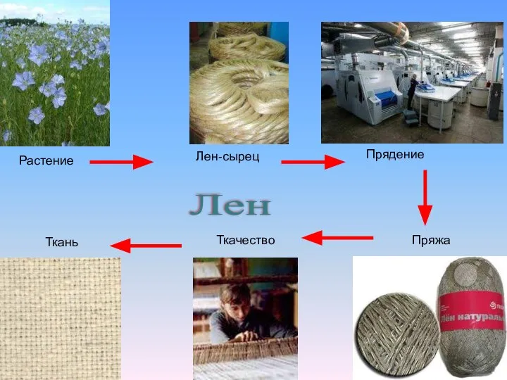 Растение Лен-сырец Прядение Пряжа Ткачество Ткань Лен