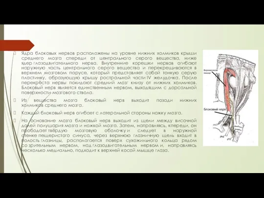 Ядра блоковых нервов расположены на уровне нижних холмиков крыши среднего мозга спереди