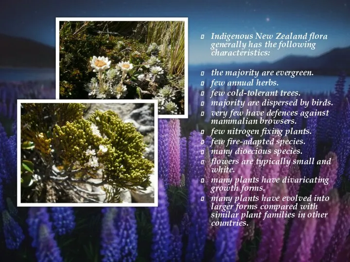 Indigenous New Zealand flora generally has the following characteristics: the majority are