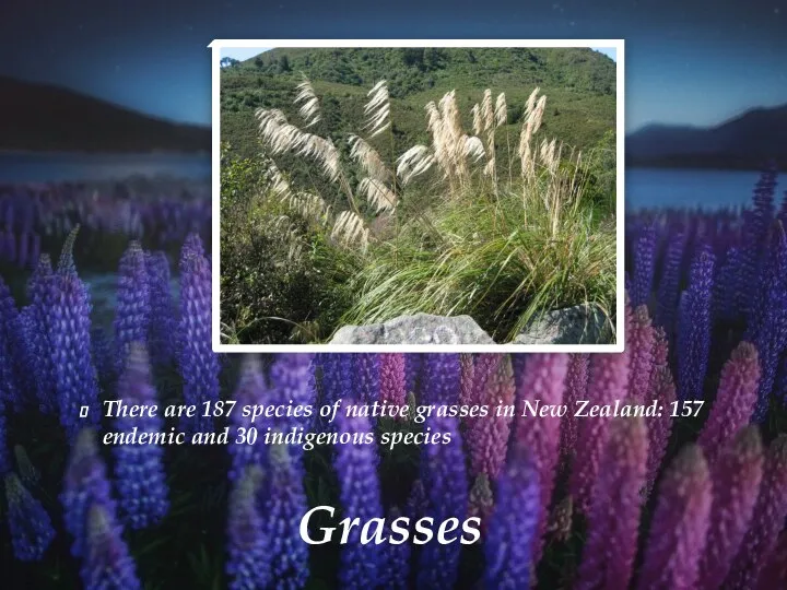 Grasses There are 187 species of native grasses in New Zealand: 157