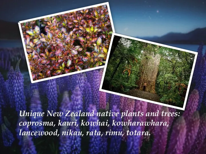 Unique New Zealand native plants and trees: coprosma, kauri, kowhai, kowharawhara, lancewood, nikau, rata, rimu, totara.