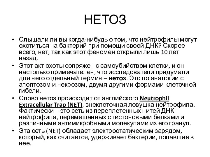 НЕТОЗ Слышали ли вы когда-нибудь о том, что нейтрофилы могут охотиться на