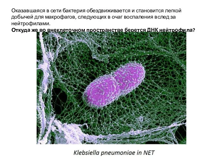 Оказавшаяся в сети бактерия обездвиживается и становится легкой добычей для макрофагов, следующих