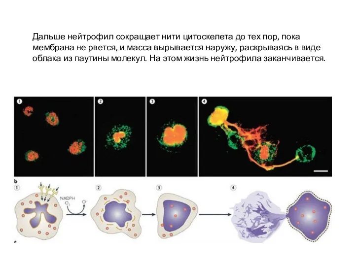 Дальше нейтрофил сокращает нити цитоскелета до тех пор, пока мембрана не рвется,