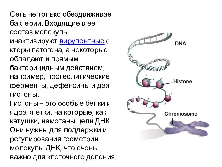 Сеть не только обездвиживает бактерии. Входящие в ее состав молекулы инактивируют вирулентные