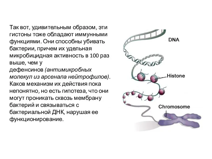 Так вот, удивительным образом, эти гистоны тоже обладают иммунными функциями. Они способны