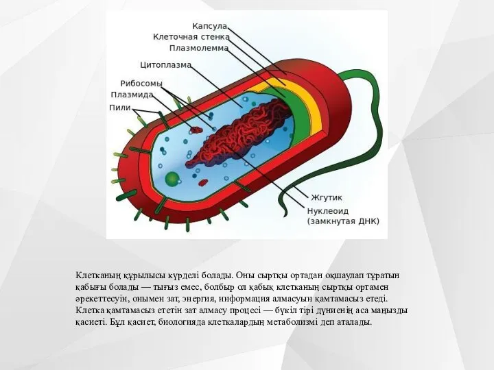 Клетканың құрылысы күрделі болады. Оны сыртқы ортадан оқшаулап тұратын қабығы болады —