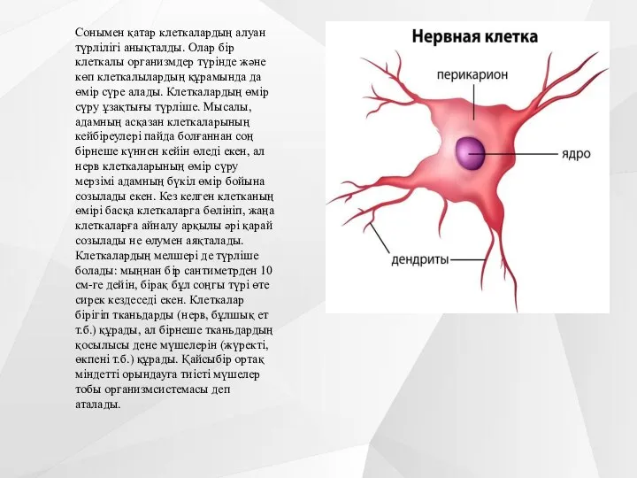 Сонымен қатар клеткалардың алуан түрлілігі анықталды. Олар бір клеткалы организмдер түрінде және