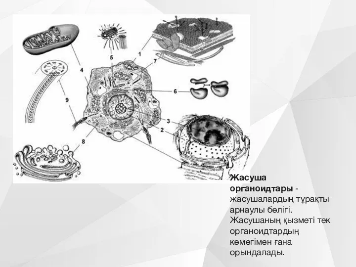 Жасуша органоидтары - жасушалардың тұрақты арнаулы бөлігі. Жасушаның қызметі тек органоидтардың көмегімен ғана орындалады.