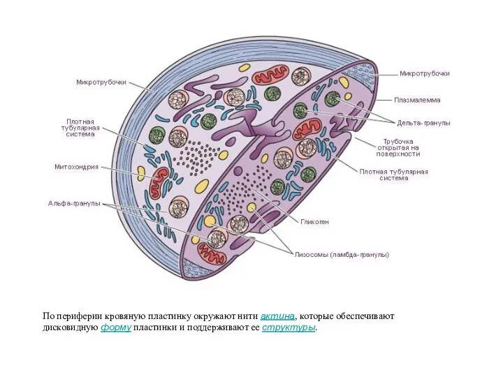 По периферии кровяную пластинку окружают нити актина, которые обеспечивают дисковидную форму пластинки и поддерживают ее структуры.