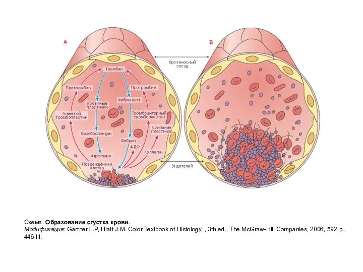 Схема. Образование сгустка крови. Модификация: Gartner L.P, Hiatt J.M. Color Textbook of