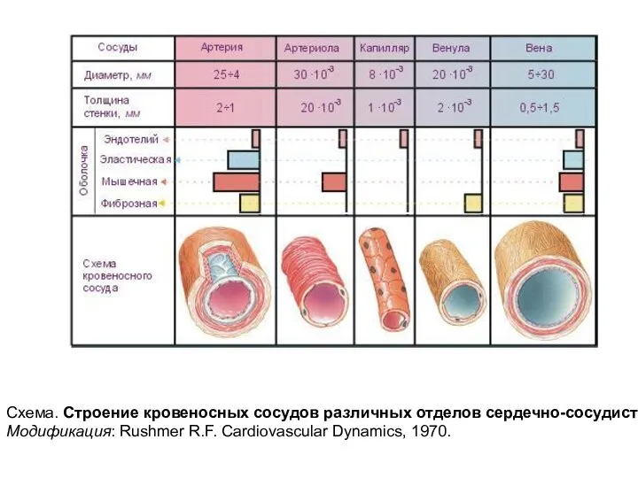 Схема. Строение кровеносных сосудов различных отделов сердечно-сосудистой системы. Модификация: Rushmer R.F. Cardiovascular Dynamics, 1970.