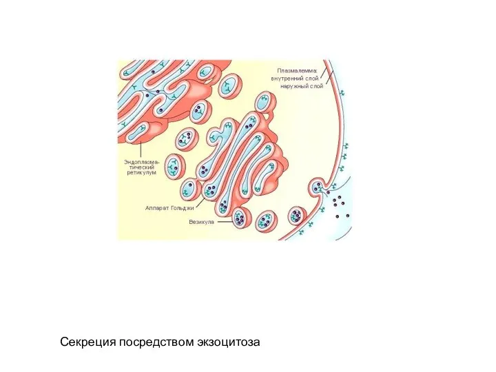 Секреция посредством экзоцитоза