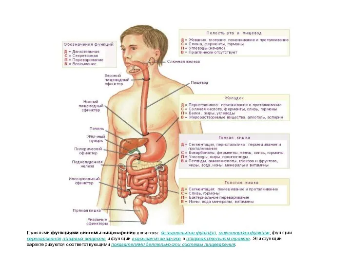 Главными функциями системы пищеварения являются: двигательные функции, секреторная функция, функции переваривания пищевых