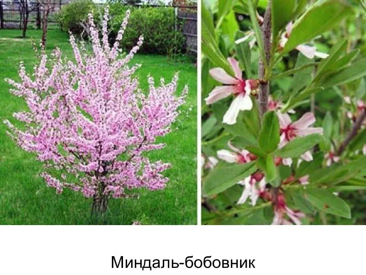 Миндаль-бобовник