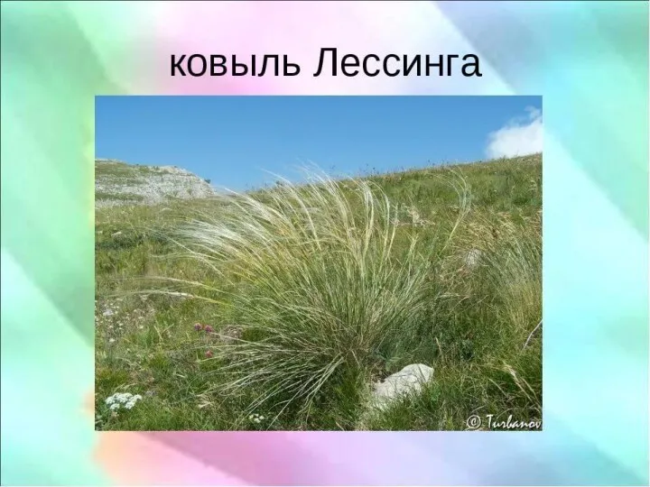 Ковыль Лессинга