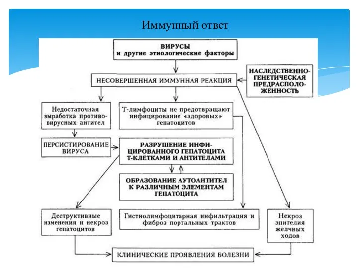 Иммунный ответ