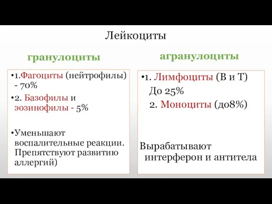 Лейкоциты гранулоциты 1.Фагоциты (нейтрофилы) - 70% 2. Базофилы и эозинофилы - 5%