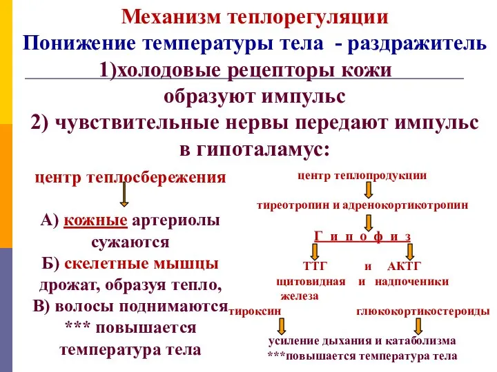 Механизм теплорегуляции Понижение температуры тела - раздражитель холодовые рецепторы кожи образуют импульс