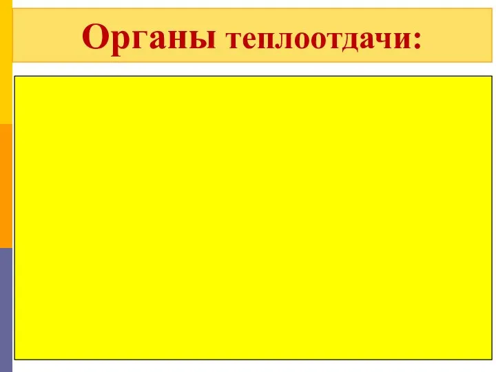 Органы теплоотдачи: 1) потовые железы кожи (выделяют пот) 2) Легкие (усиливается дыхание)