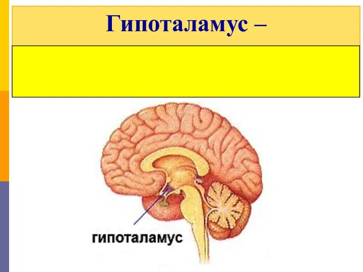 Гипоталамус – часть промежуточного мозга (нервная система)