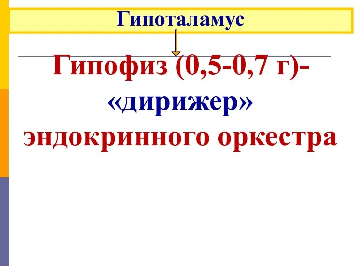 Гипоталамус Гипофиз (0,5-0,7 г)- «дирижер» эндокринного оркестра