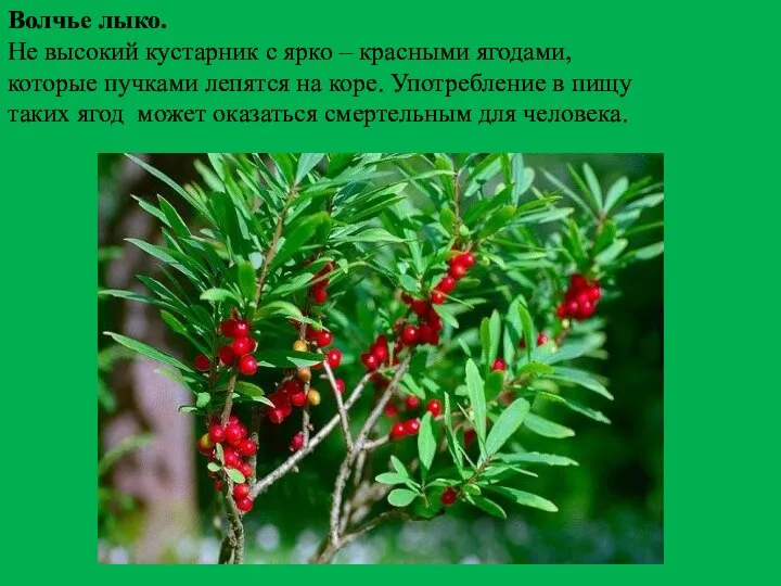 Волчье лыко. Не высокий кустарник с ярко – красными ягодами, которые пучками