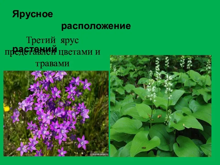 Ярусное расположение растений Третий ярус представлен цветами и травами