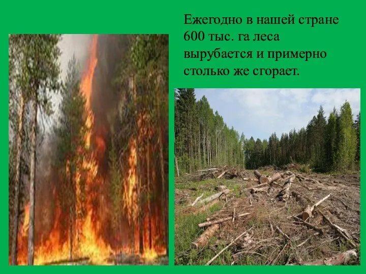Ежегодно в нашей стране 600 тыс. га леса вырубается и примерно столько же сгорает.