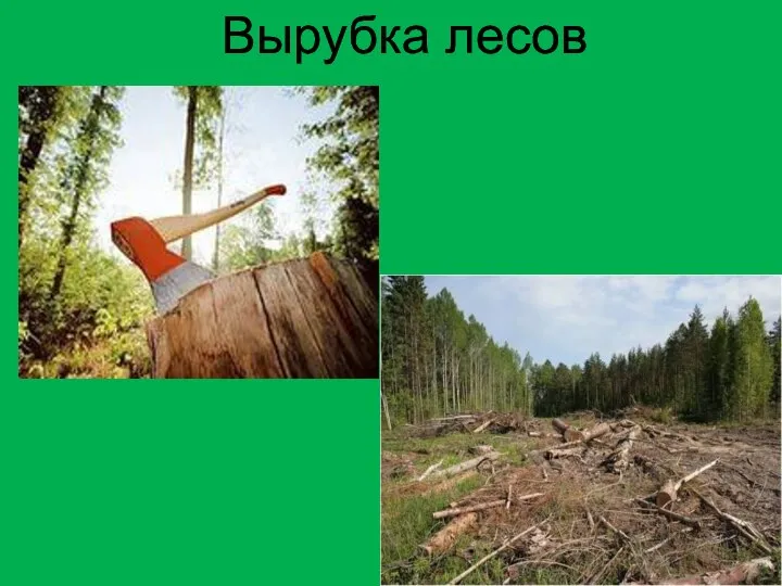 Вырубка лесов