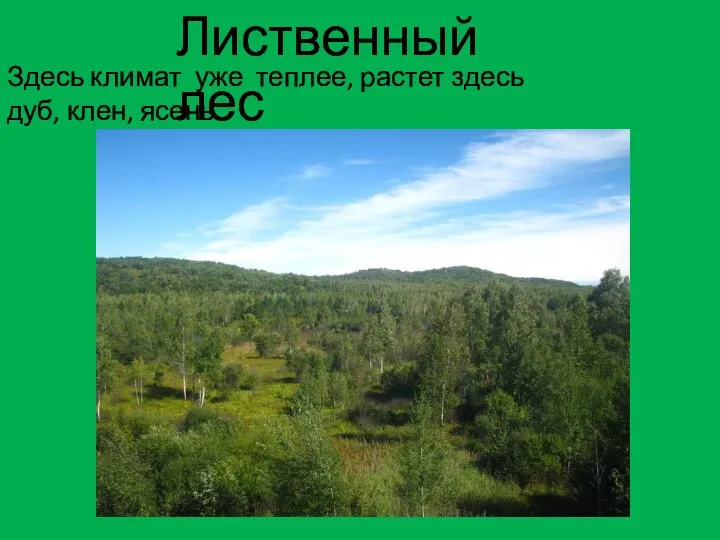 Здесь климат уже теплее, растет здесь дуб, клен, ясень. Лиственный лес