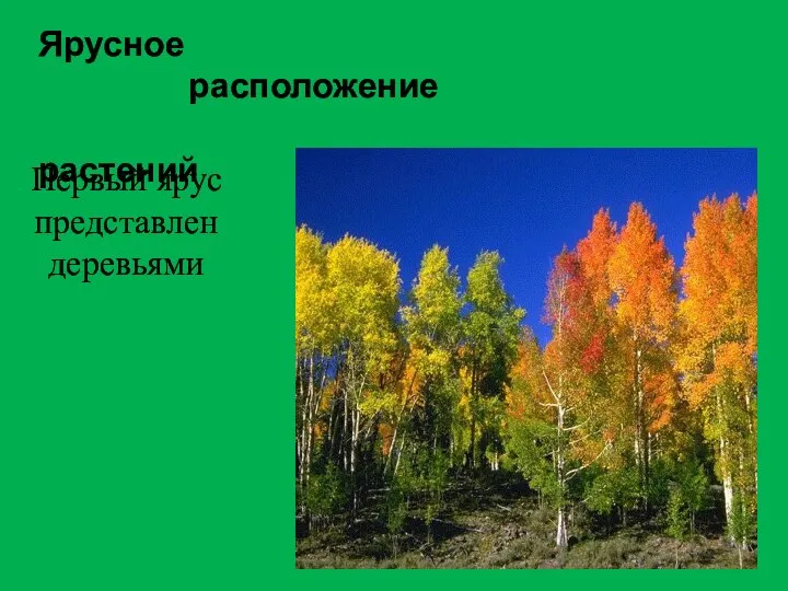 Ярусное расположение растений Первый ярус представлен деревьями