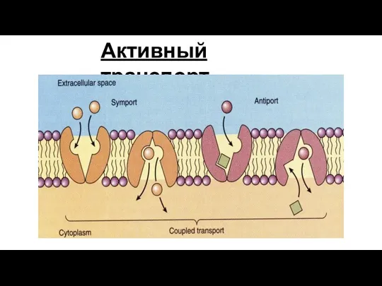 Активный транспорт