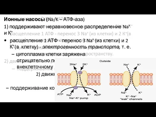 Ионные насосы (Na/K – АТФ-аза) 1) поддерживают неравновесное распределение Na+ и К+