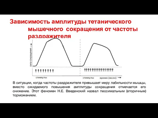 Зависимость амплитуды тетанического мышечного сокращения от частоты раздражителя В ситуации, когда частоты