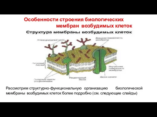 Особенности строения биологических мембран возбудимых клеток Рассмотрим структурно-функциональную организацию биологической мембраны возбудимых