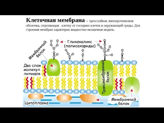 3. Структура клеточной мембраны