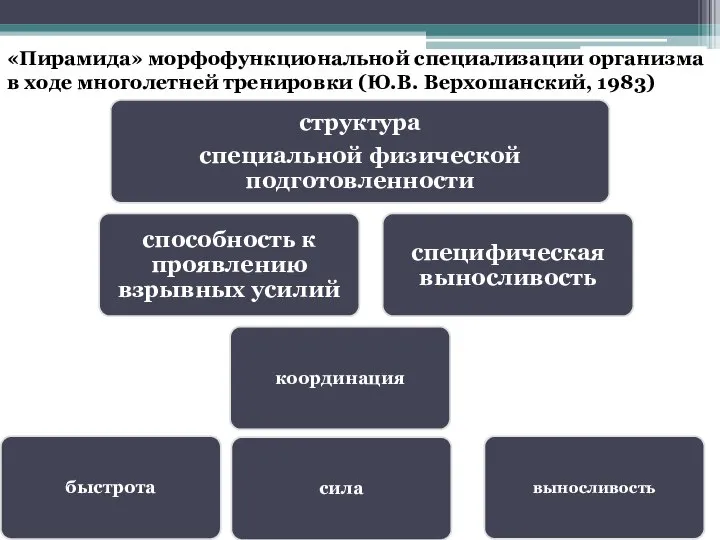 «Пирамида» морфофункциональной специализации организма в ходе многолетней тренировки (Ю.В. Верхошанский, 1983)