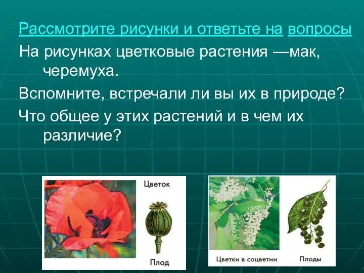 Рассмотрите рисунки и ответьте на вопросы На рисунках цветковые растения —мак, черемуха.