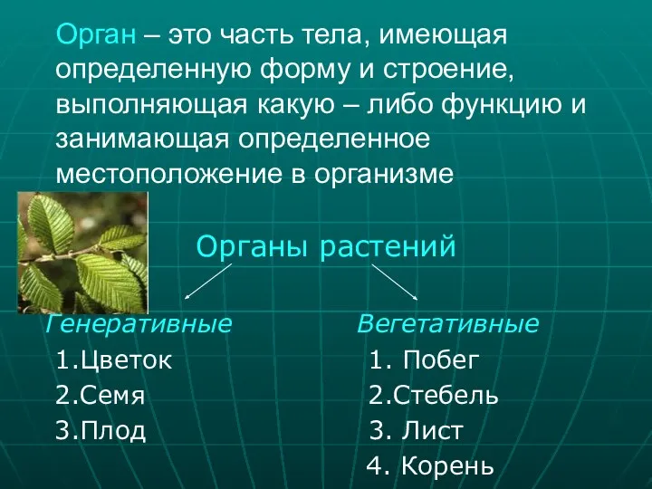 Орган – это часть тела, имеющая определенную форму и строение, выполняющая какую