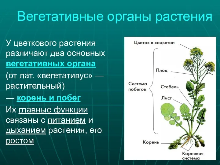 Вегетативные органы растения У цветкового растения различают два основных вегетативных органа (от