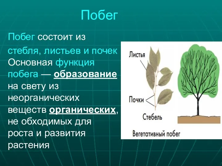 Побег Побег состоит из стебля, листьев и почек Основная функция побега —